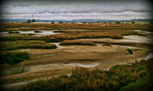 Hayward Shoreline